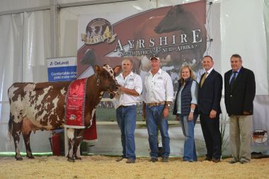 Reserve Snr Champion cow and res. Grand champ - <b>Grace valley Burdette's Bella    </b><br>
Exhibitor: Kevin Lang

